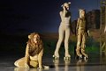 Lionking 0099
